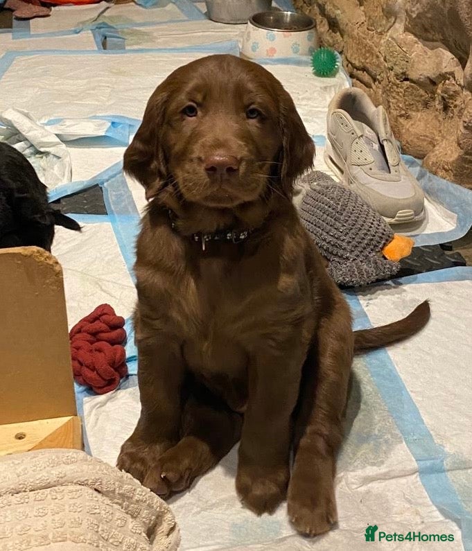 Flat coated Retriever dogs KC Reg Flat Coated Retriever pups  - Advert 3