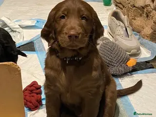 Flat coated Retriever dogs KC Reg Flat Coated Retriever pups - Advert 3