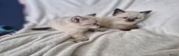 Mixed Breed cats for sale: 2 beautiful half ragdoll kittens  in Brighton - Advert 6