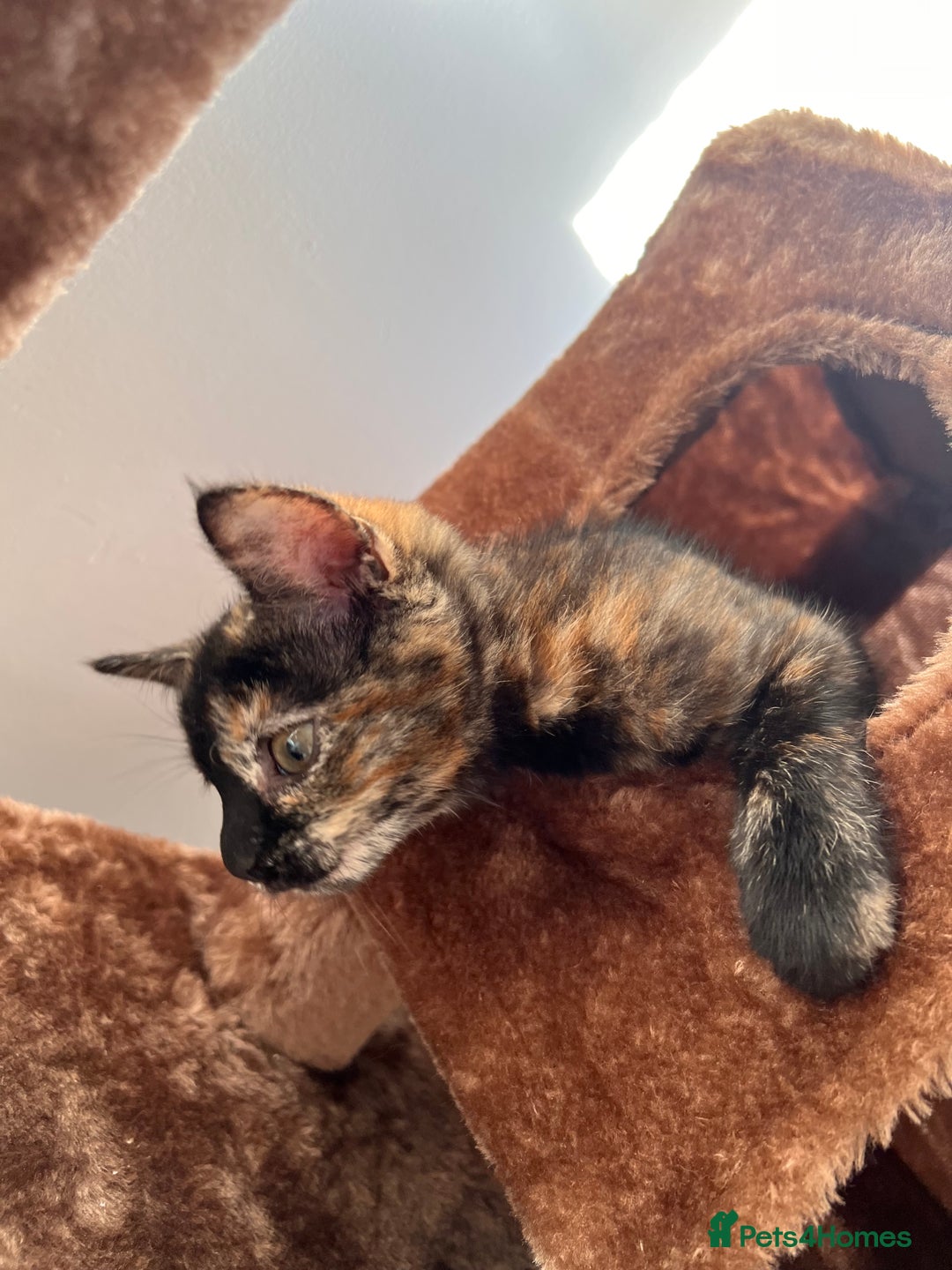 British Shorthair cats for sale: Adorable kittens - Advert 1