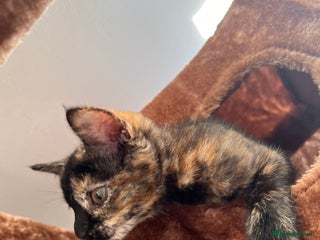 British Shorthair cats Adorable kittens - Advert 1