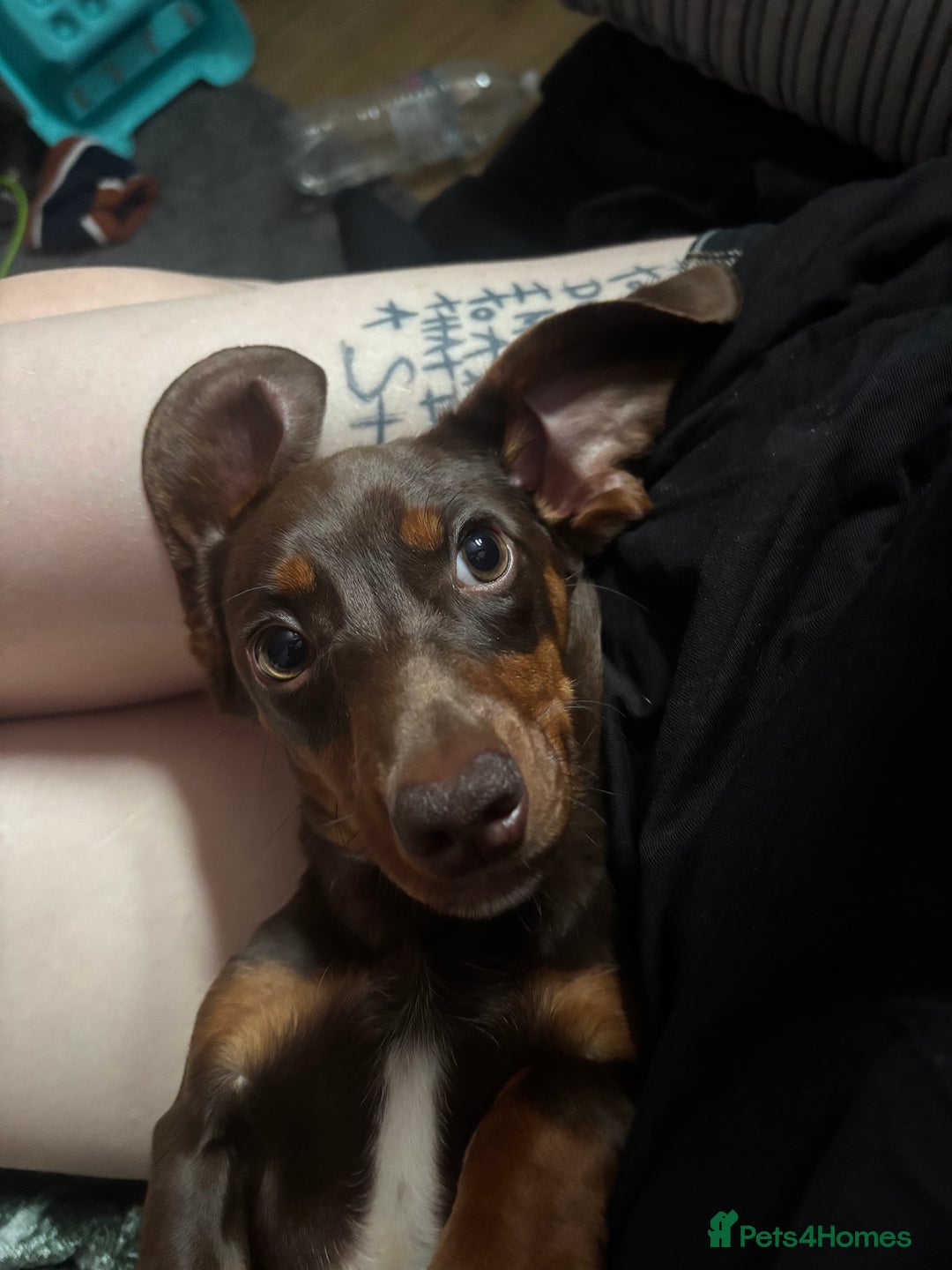 Miniature Dachshund dogs for sale: Miniature dachshund male Ozzy - Advert 3