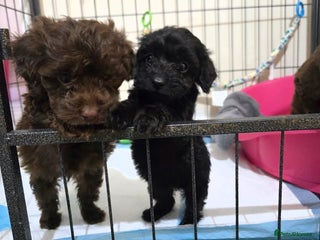 Shihpoo dogs Shihtzu x poodle - Advert 2