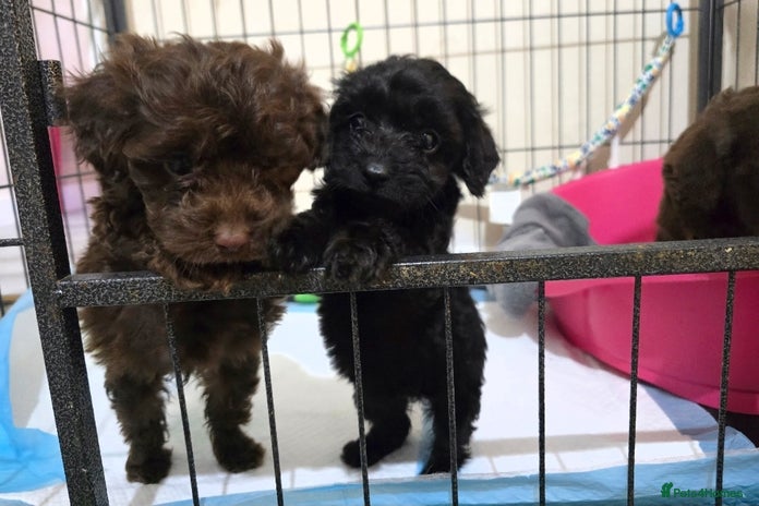 Shihpoo dogs Shihtzu x poodle - Advert 1