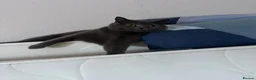 British Shorthair cats for sale: Grey British Shorthair 3yrs old  - Advert 4