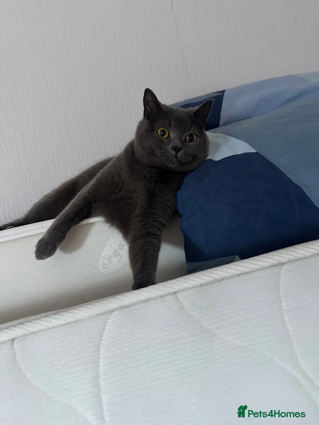 British Shorthair cats for sale: Grey British Shorthair 3yrs old  - Advert 4