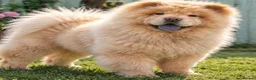 Chow Chow dogs for sale: Luna one year old in Birmingham - Advert 5