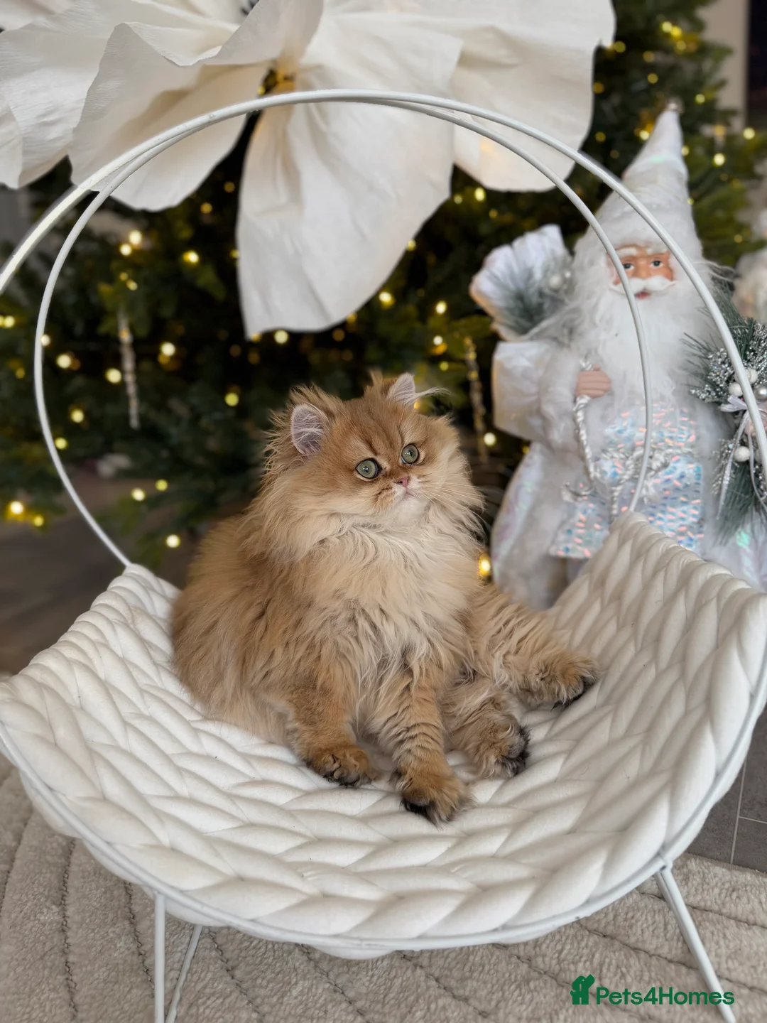 British Longhair cats for sale: Sold Amazing British Longhair Golden kitten - Advert 17