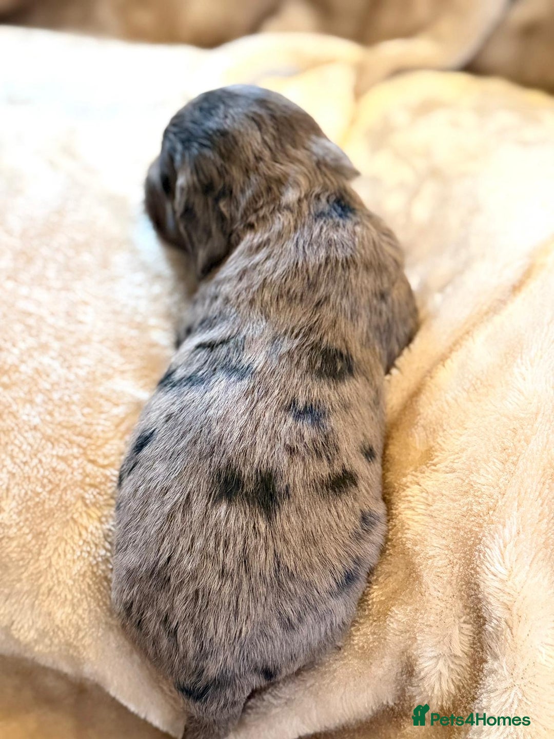 Cocker Spaniel dogs for sale: Gorgeous litter of working cocker spaniel puppies - Advert 7