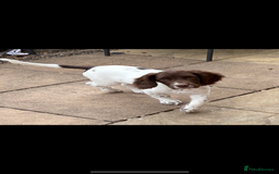 English Springer Spaniel dogs for sale: English Springer spaniel  - Image 2