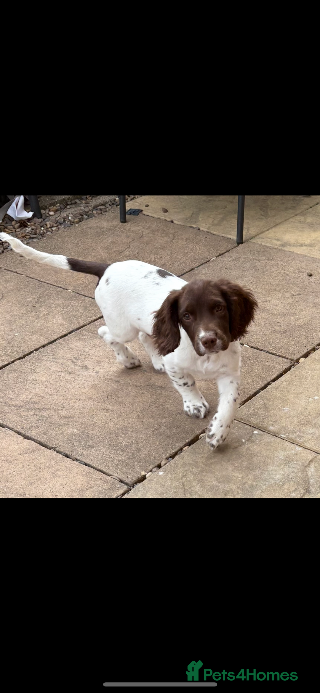 English Springer Spaniel dogs for sale: English Springer spaniel  - Image 2