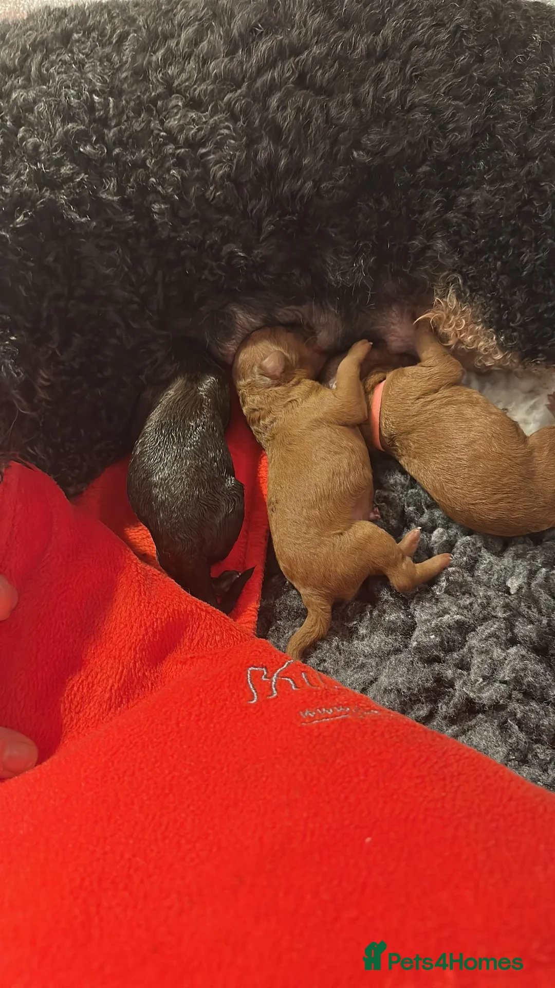 Toy Poodle dogs for stud: Kc health tested fox red Toy poodle for stud  - Advert 2