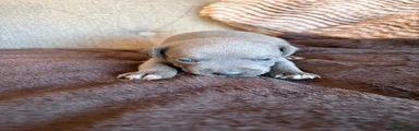 Staffordshire Bull Terrier 4