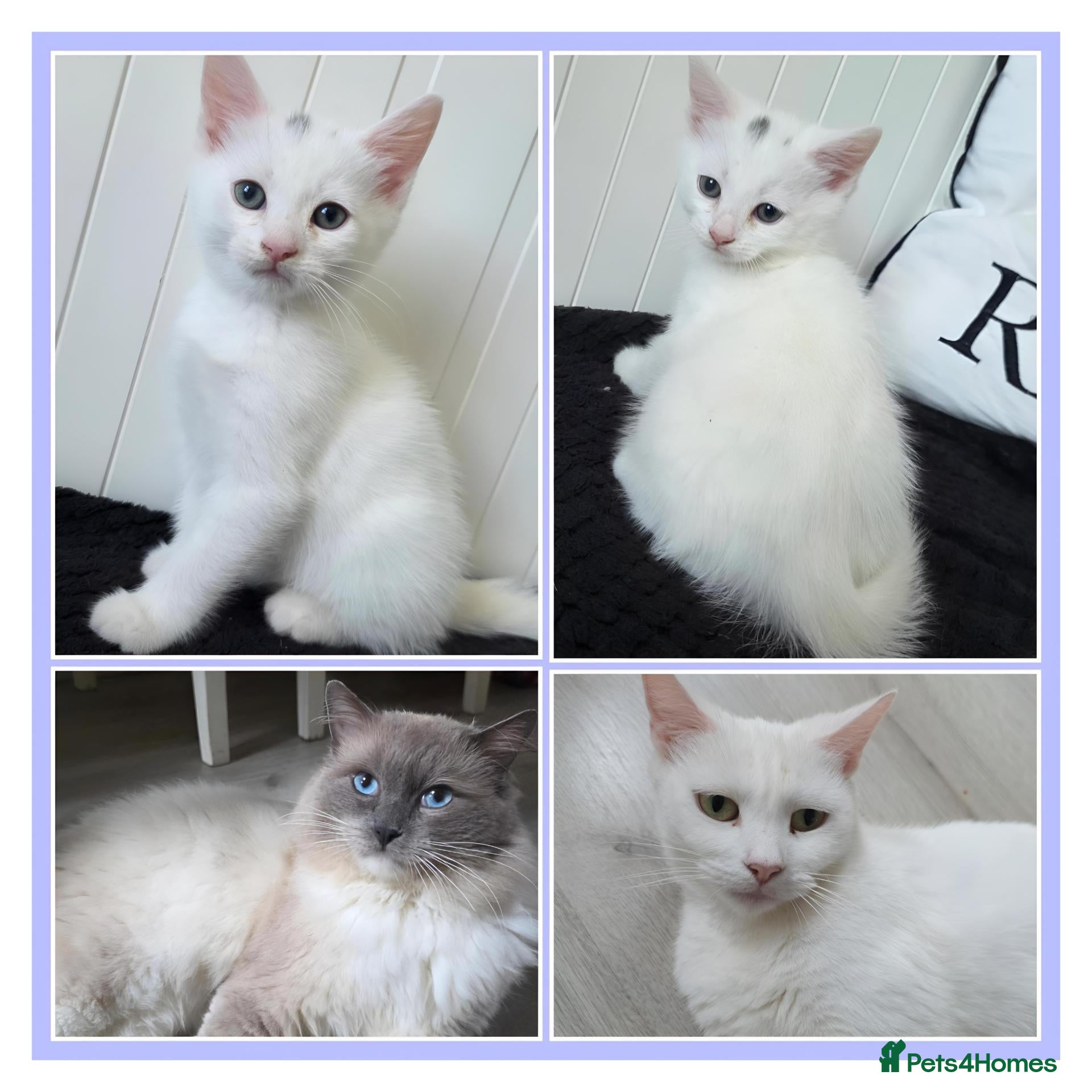 Mixed Breed cats  💚Ragdoll x domestic💜1 male kitten available 🩵 - Advert 2