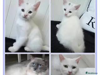 Mixed Breed cats 💚Ragdoll x domestic💜1 male kitten available 🩵 - Advert 4
