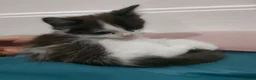 Mixed Breed cats for sale: Kittens 3 Boys and 2 Girls  in Leicester - Advert 20