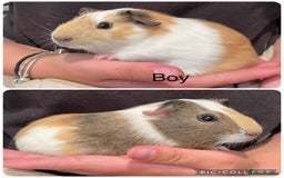 Guinea Pig rodents for sale: Baby boar guinea gigs  - Image 1