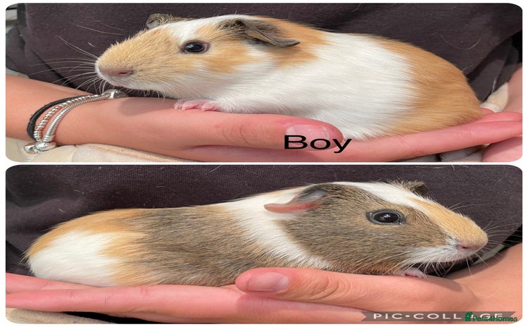 Guinea Pig rodents - Advert 5