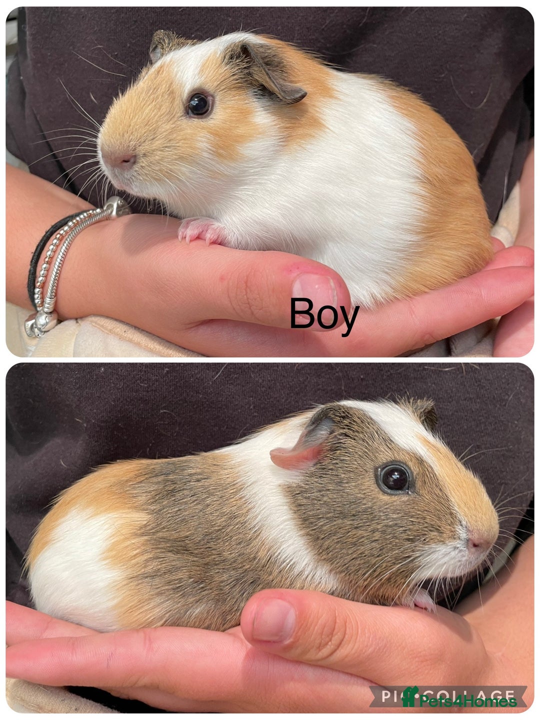 Guinea Pig rodents for sale: Baby boar guinea gigs  - Image 1