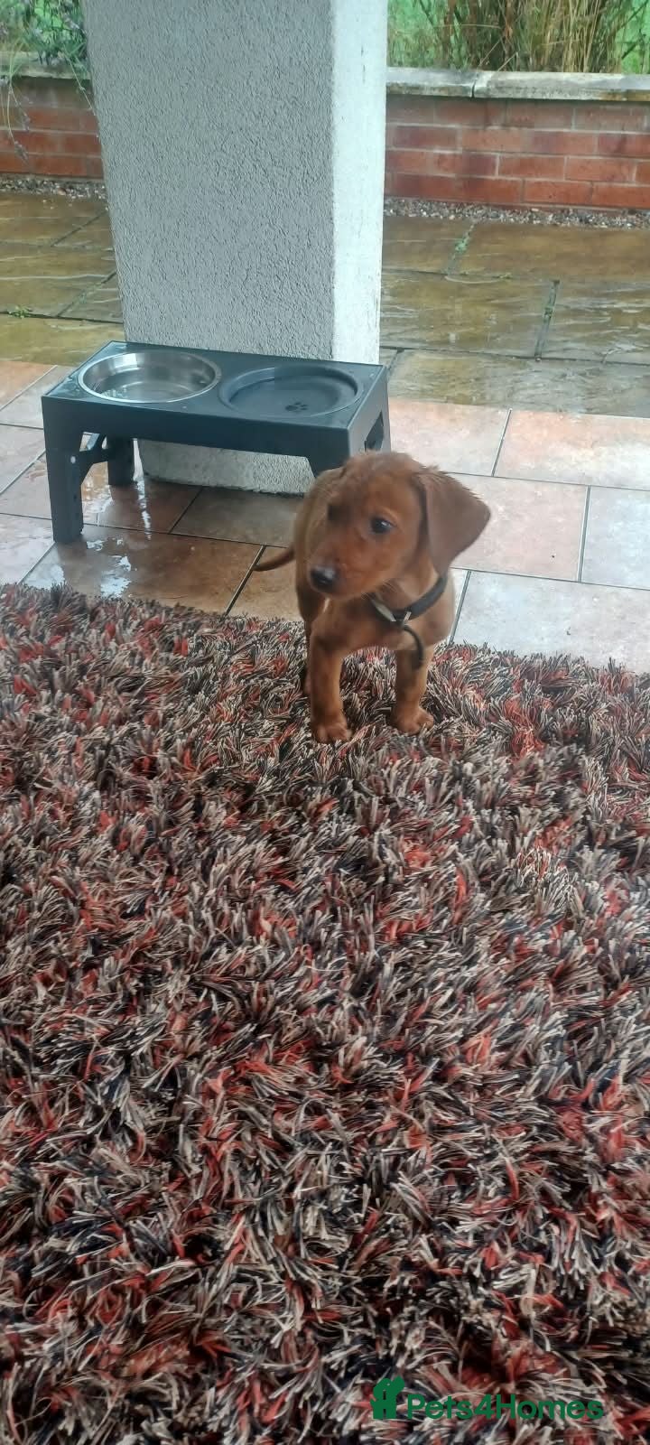 Labrador Retriever dogs Fox red labradors - Advert 2
