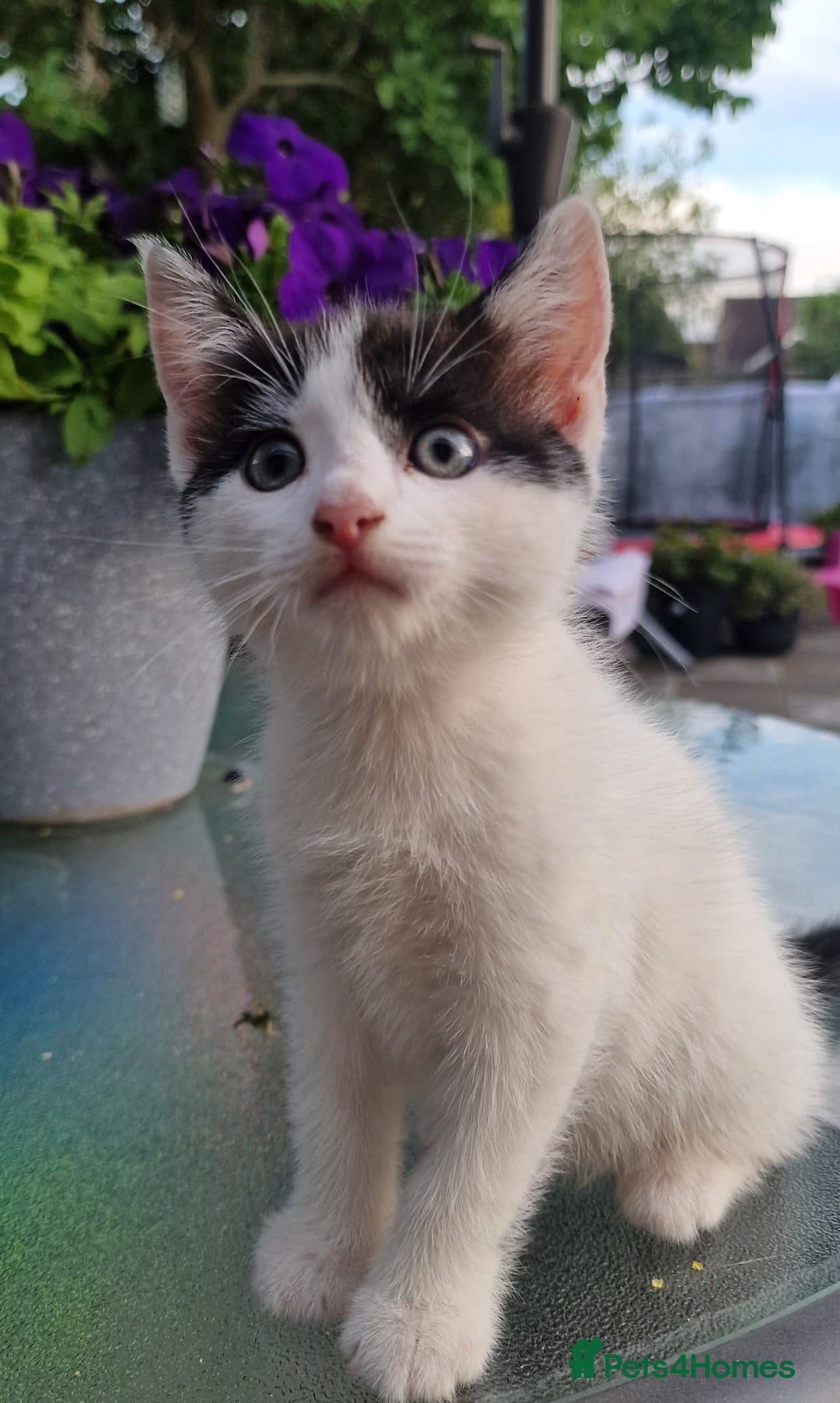 British Shorthair cats for sale: 5 kittens for sale( 4 female ,1 male - Image 7