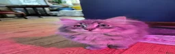 Siberian cats for sale: Beautiful Siberian kittens - Advert 8
