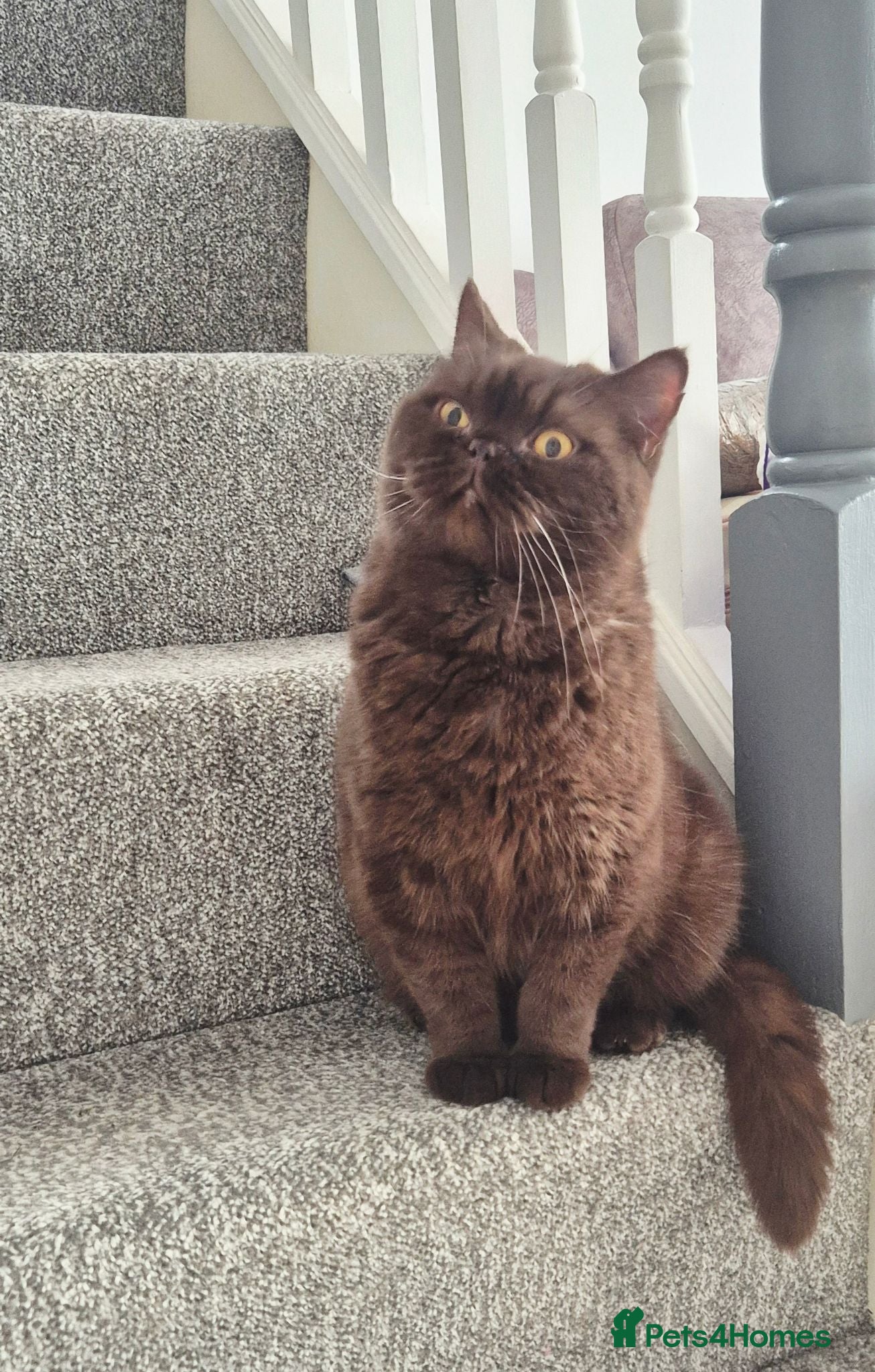 British Shorthair cats **GCCF Registered Retired Chocolate girl 'Hope' ** - Advert 15