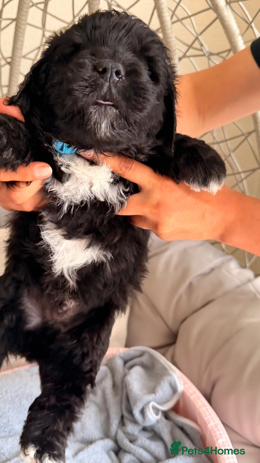 Mixed Breed dogs for sale: Bernedoodle puppy for sale  - Advert 2
