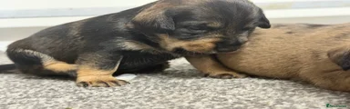 Mixed Breed Puppy 3