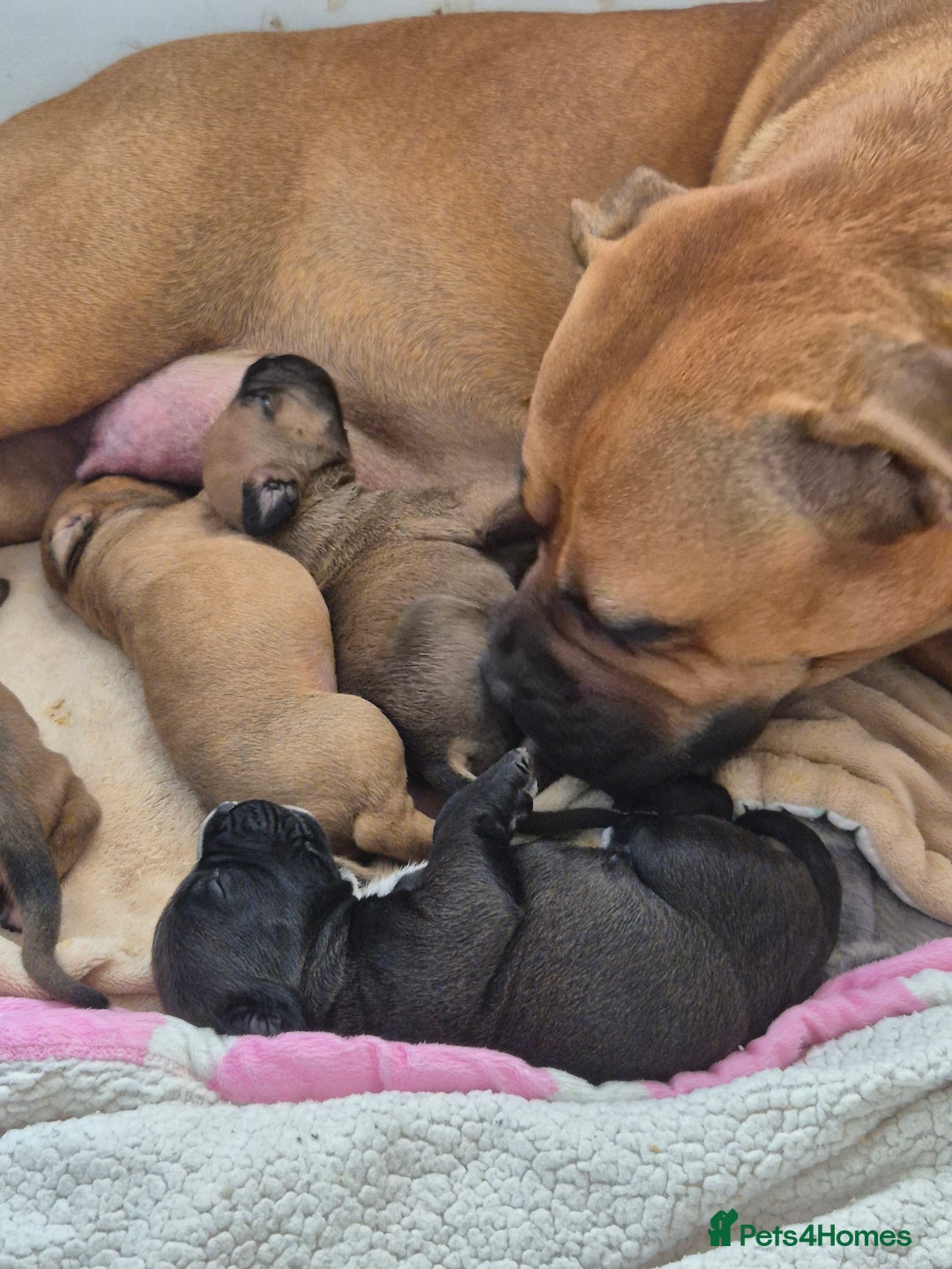 Mixed Breed dogs for sale: Bullmastiff x puppies 🐶  - Advert 4