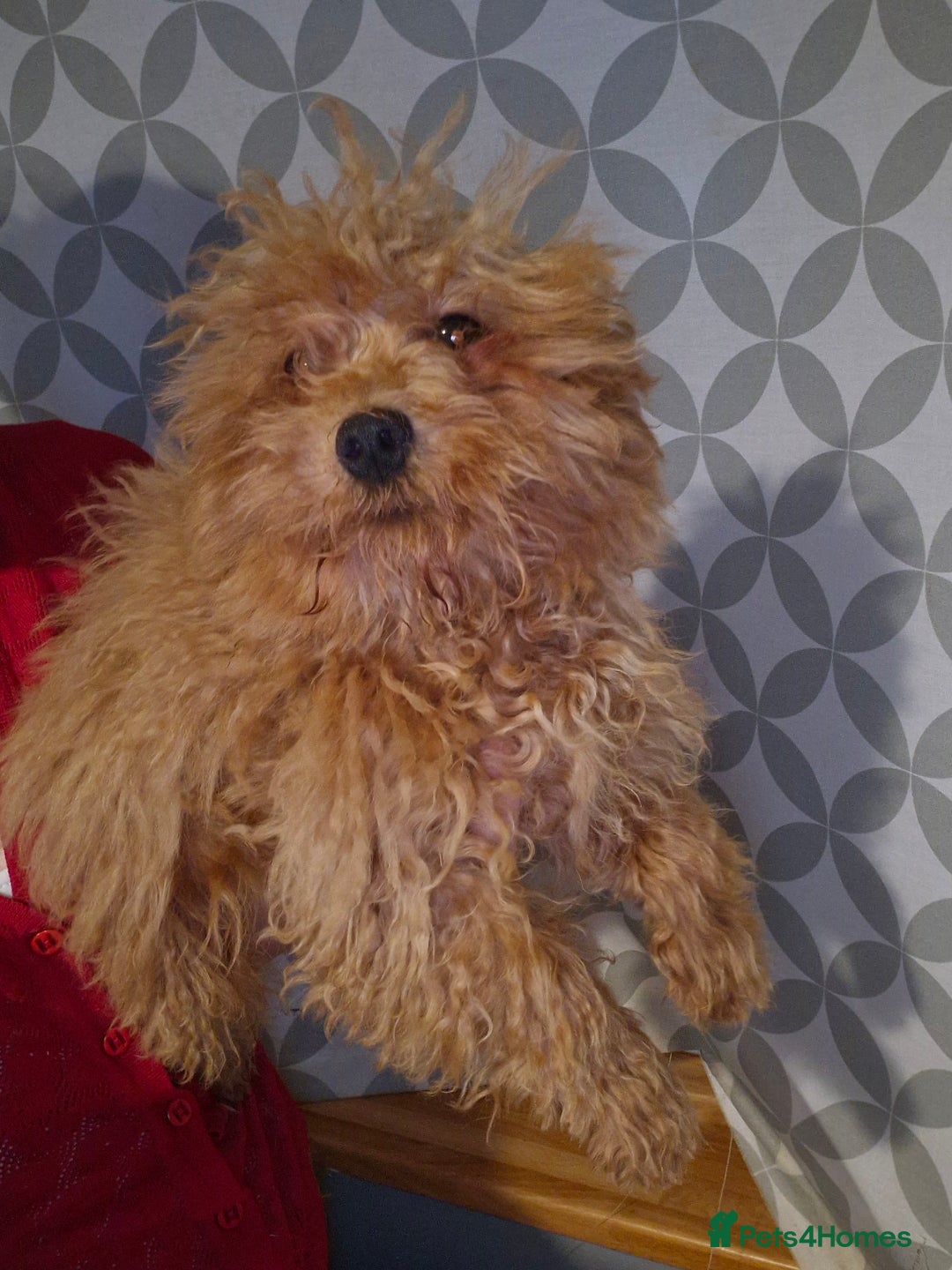 Maltipoo dogs for sale: Beautiful Maltipoo puppies  - Advert 8