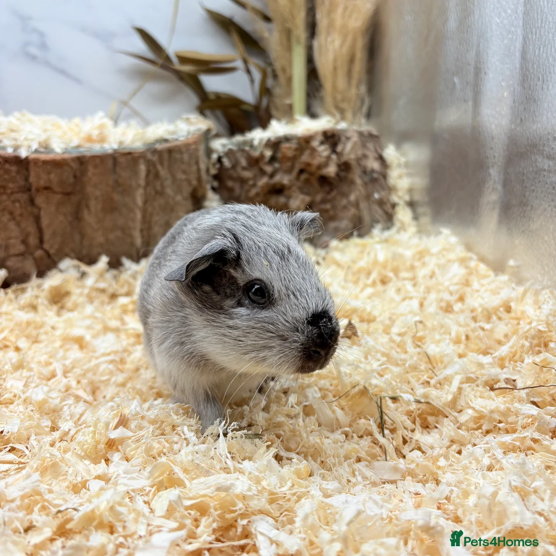Guinea Pig rodents for sale: Multiple Baby Boy Guinea Pigs for sale  - Advert 1
