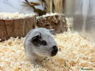 Guinea Pig rodents Multiple Baby Boy Guinea Pigs for sale - Advert 1