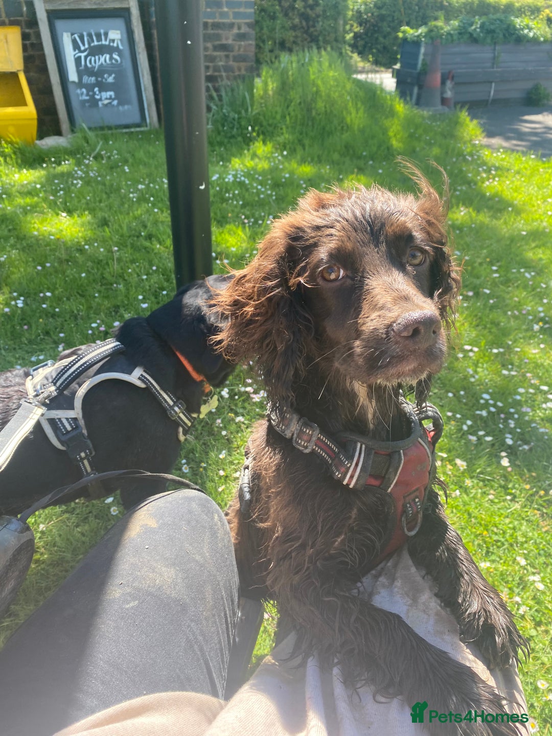 Cocker Spaniel dogs for sale: 2 year old female cocker spaniel  - Advert 1