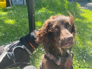 Cocker Spaniel dogs 2 year old female cocker spaniel - Advert 4