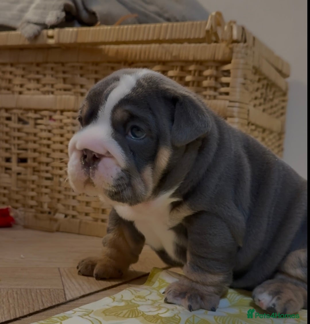 English Bulldog dogs for sale: English bulldog puppies - Advert 3