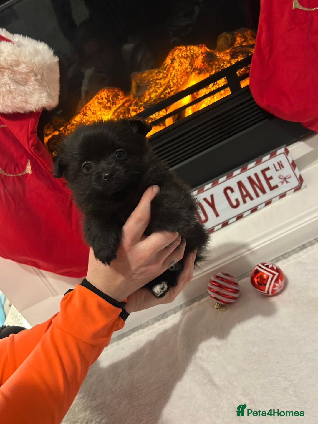 Pomeranian dogs for sale: POMERANIAN PUPPIES FOR SALE. BEAUTIFUL! - Advert 8