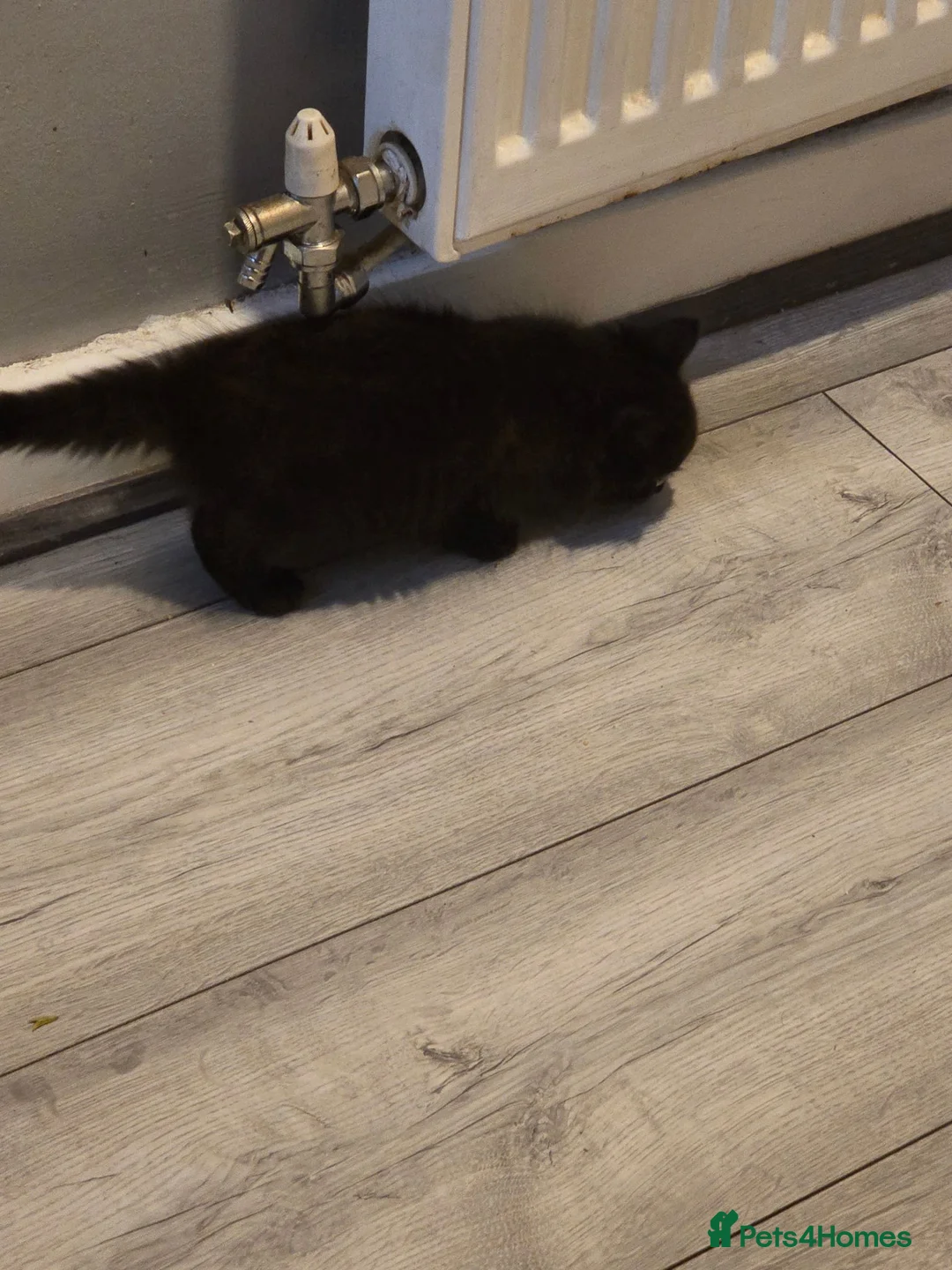 Mixed Breed cats for sale: KITTENS FORSALE - Advert 2