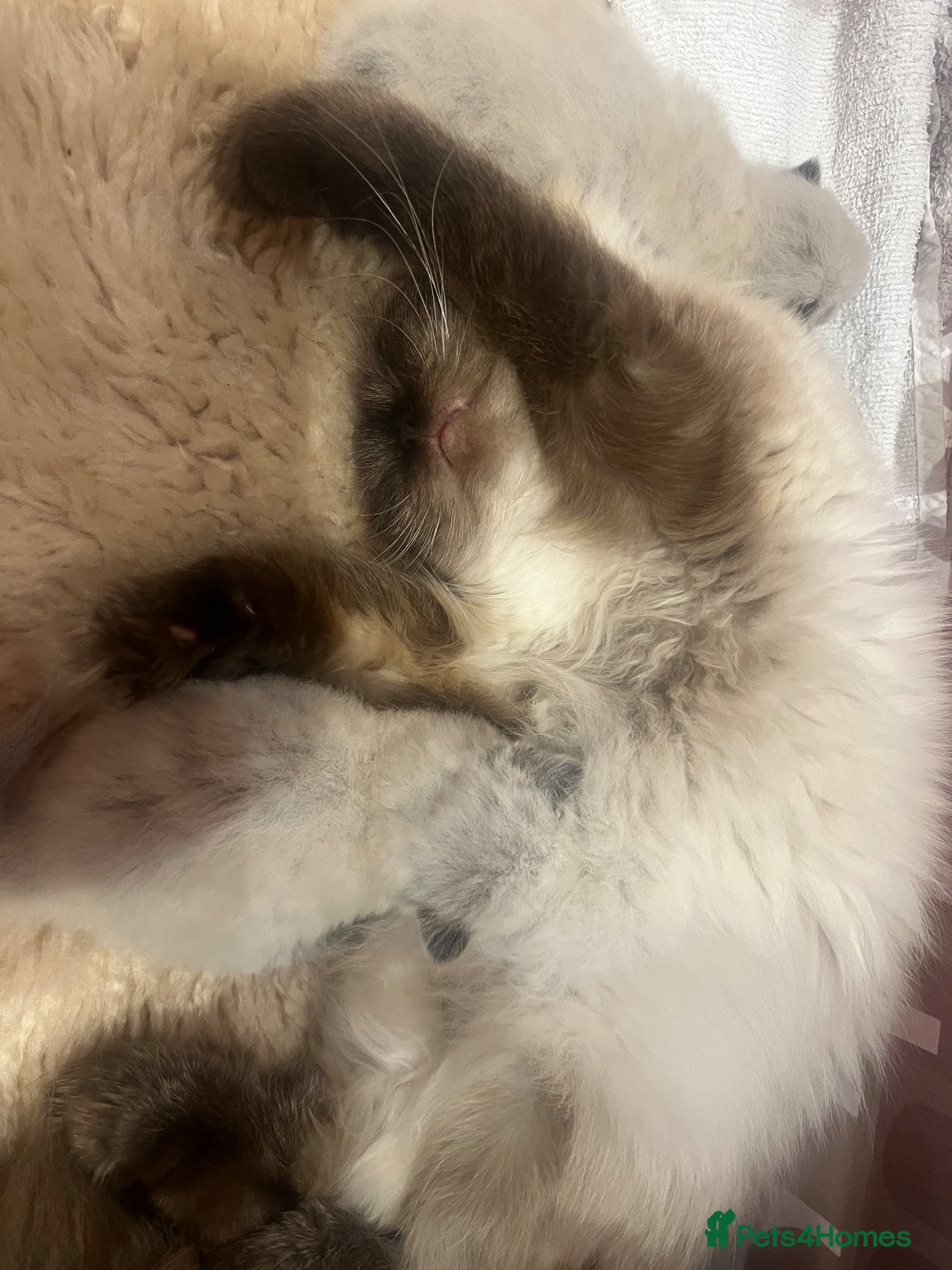 Persian cats Persian kittens for sale - Advert 5