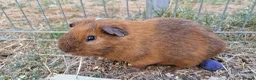 Guinea Pig rodents for sale: £20 for 2 California x male guinea pigs  - Advert 13