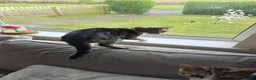 Mixed Breed cats for sale: 3 male boy kittens. in Frizington - Advert 2