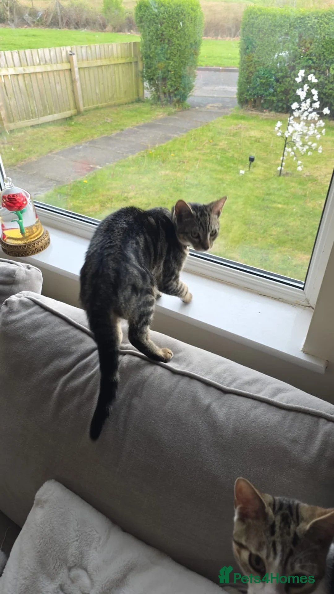 Mixed Breed cats for sale: 3 male boy kittens. in Frizington - Advert 2
