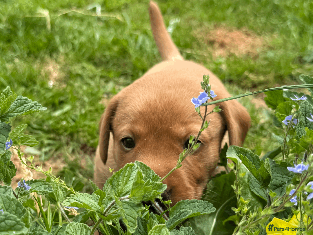 Labrador Retriever dogs for sale: Fox-red boys, pedigree, fully health-tested in Buxton - Image 1
