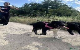 Mixed Breed dogs for adoption: Meet Merlin, currently residing in Essex  - Image 3