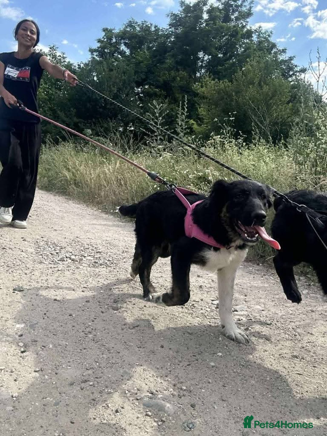 Mixed Breed dogs for adoption: Meet Merlin, currently residing in Essex  - Image 3