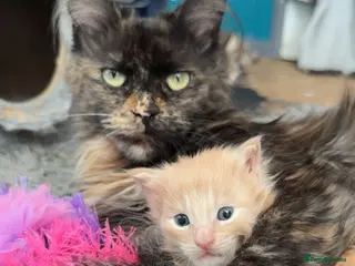 Maine Coon cats Spayed Tortie smoke female - Advert 11