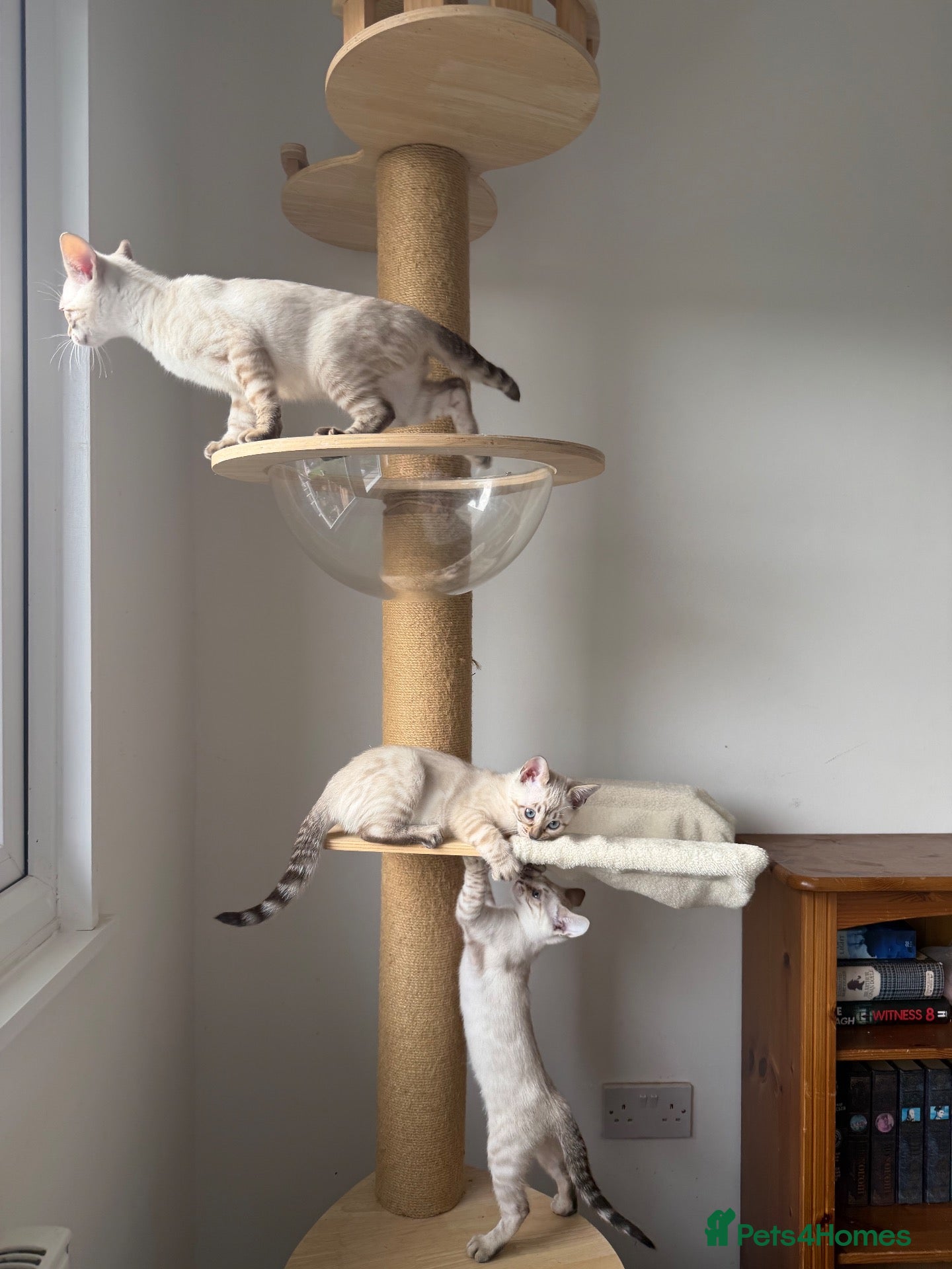 Bengal cats for sale: TICA Active, Show quality Bengal Kittens 🏆💖 - Advert 2