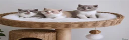British Shorthair cats for sale: GCCF Active British shorthair  - Advert 8