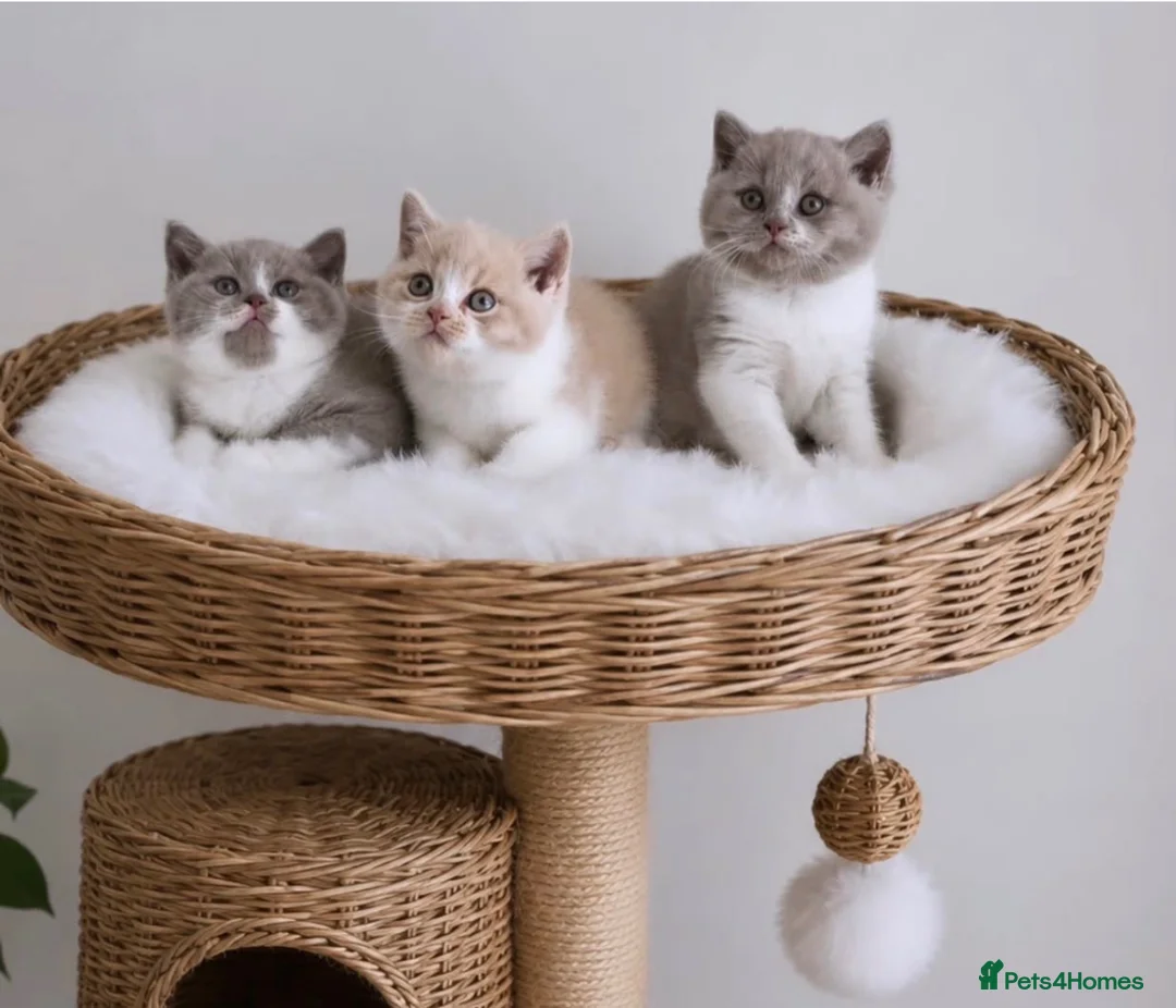 British Shorthair cats for sale: GCCF Active British shorthair  - Advert 8