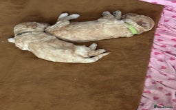 Goldendoodle dogs for sale: Beautiful Goldendoodles - Image 3